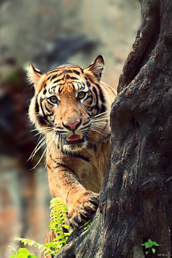 тигр на полу