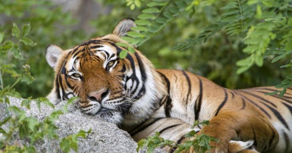 тигры амурские