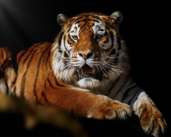 амурские тигры