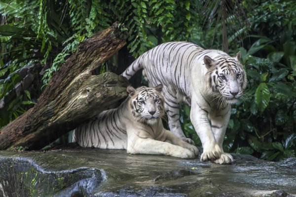 зоопарк сингапура singapore zoo