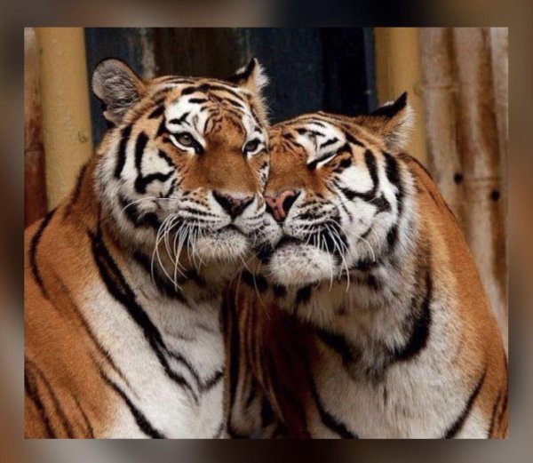 пара тигров