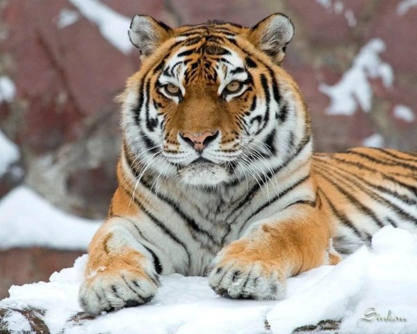 амурские тигры