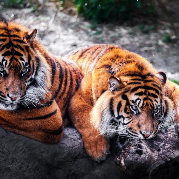 самые красивые тигры