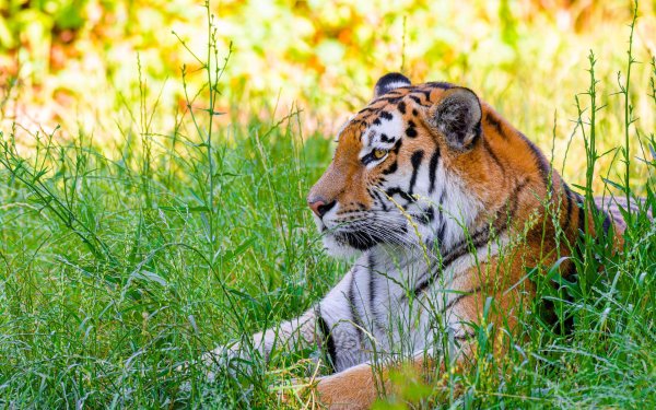 сибирские тигры