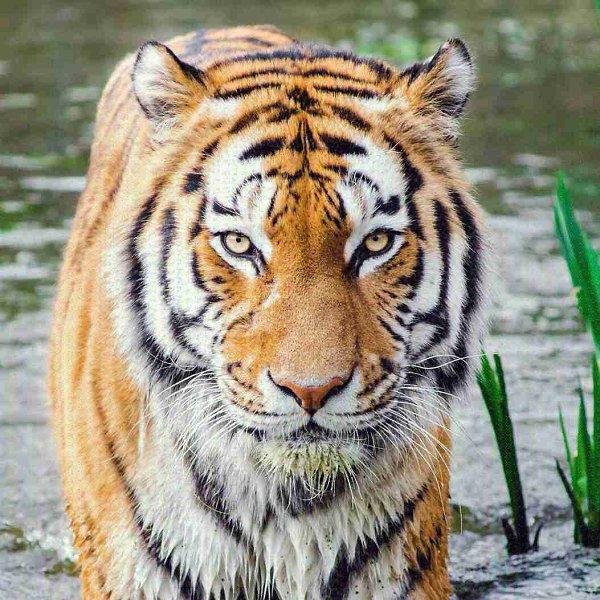 бенгальские тигры