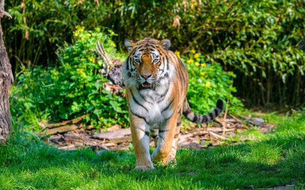 картинки тигра