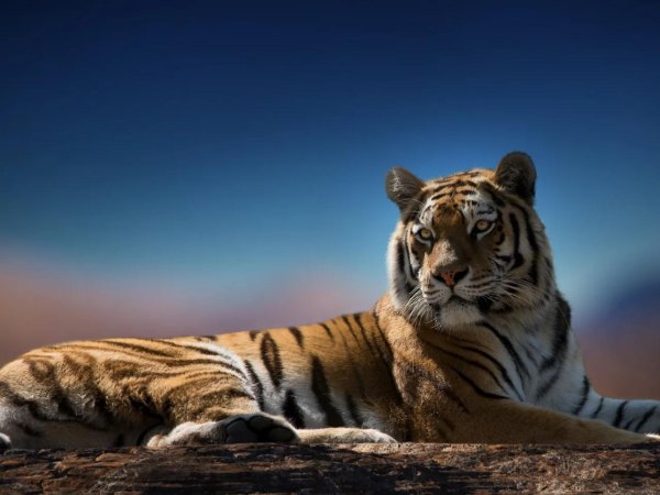 тигр тигрица