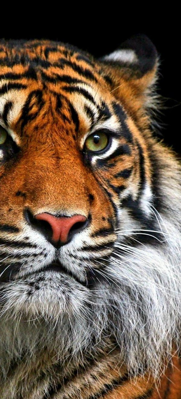 морда тигра