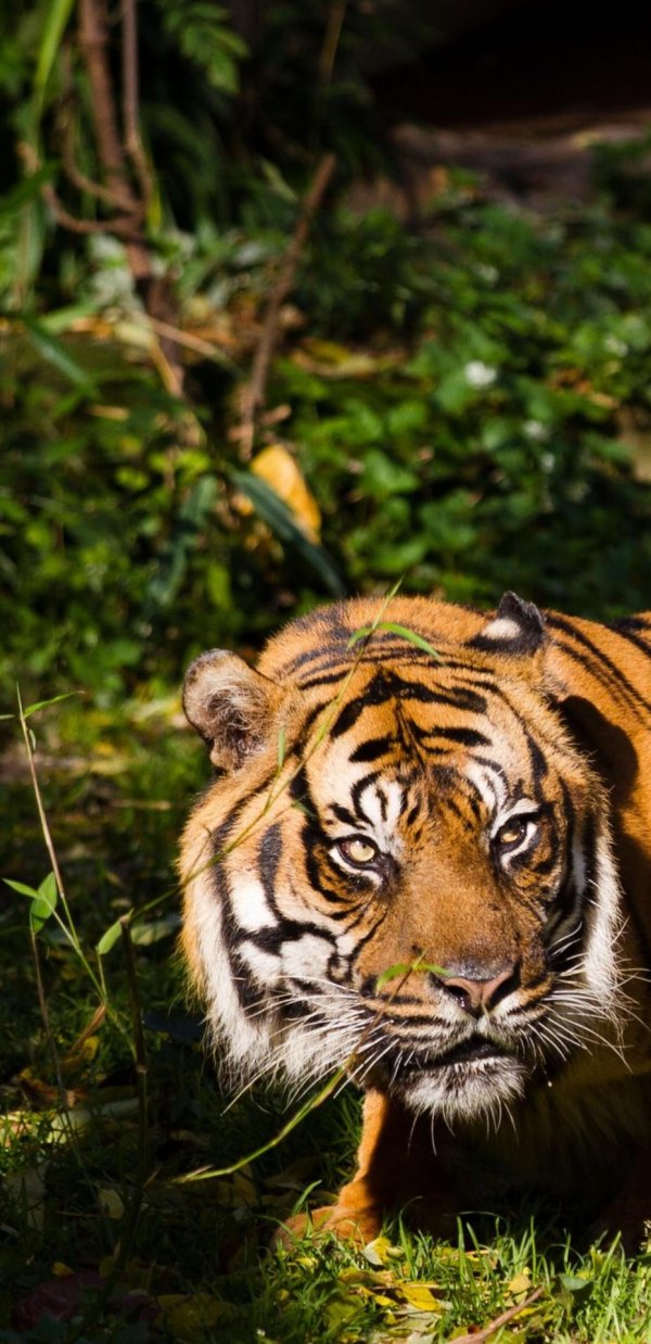 суматранские тигры