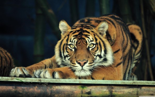 суматранские тигры