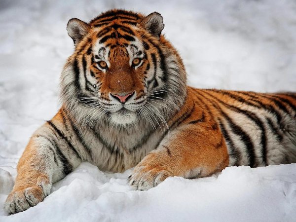 амурские тигры