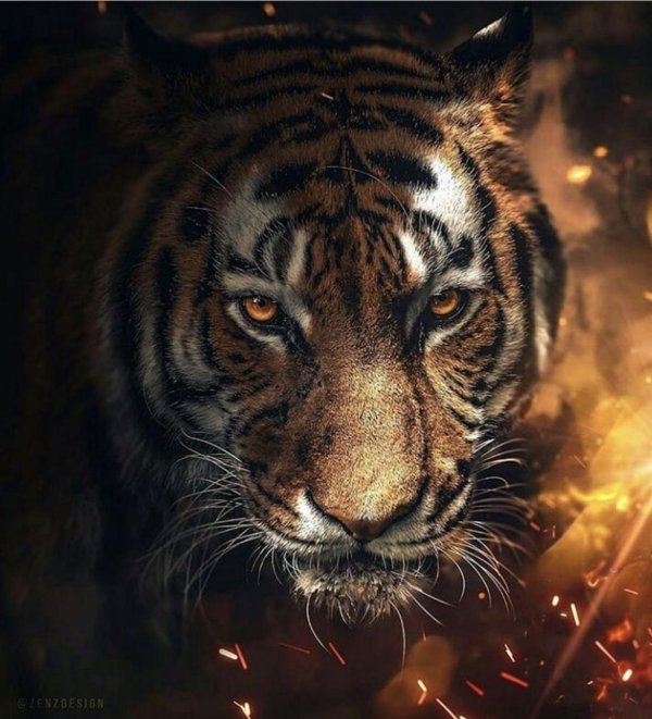 огненный тигр