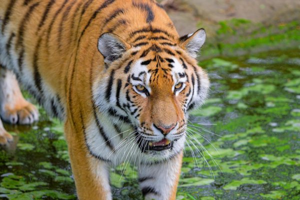 тигр хищники