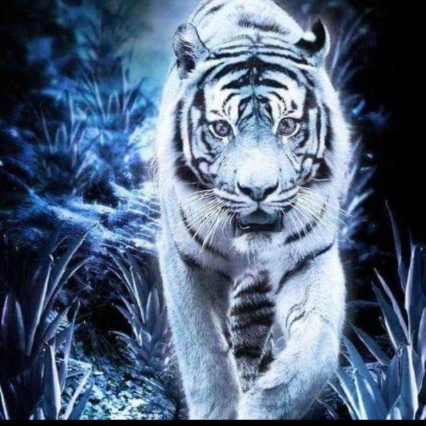 синие тигры