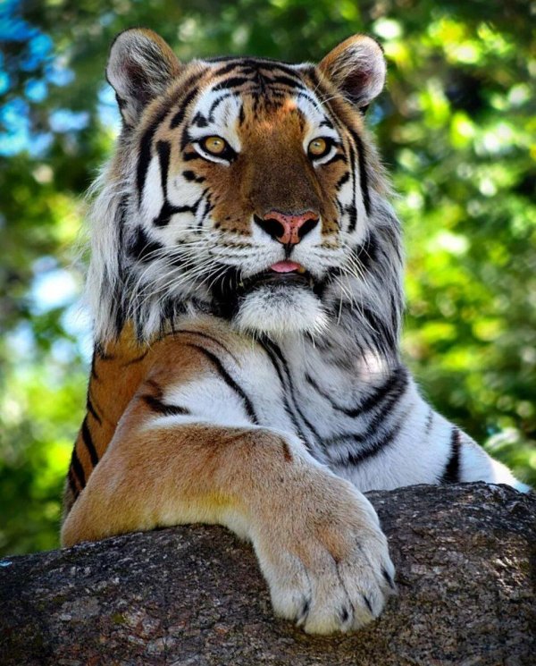 амурские тигры