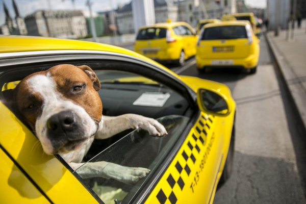 собака такси