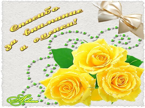 жёлтая роза