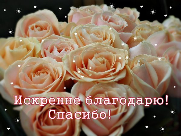 пич аваланж роза