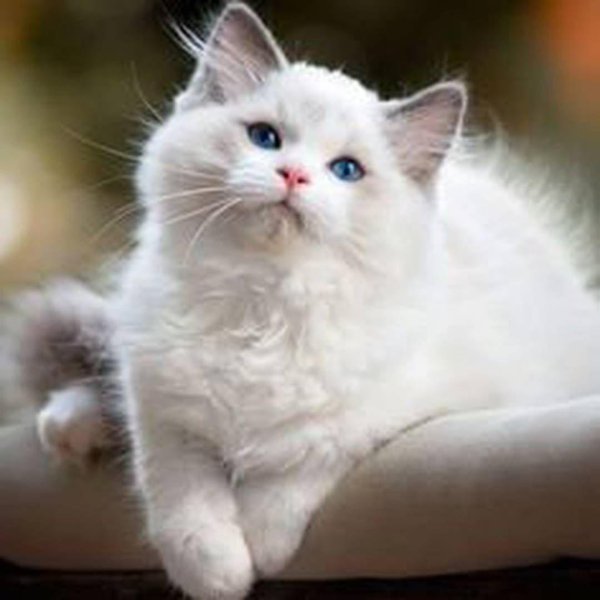 рэгдолл альбинос