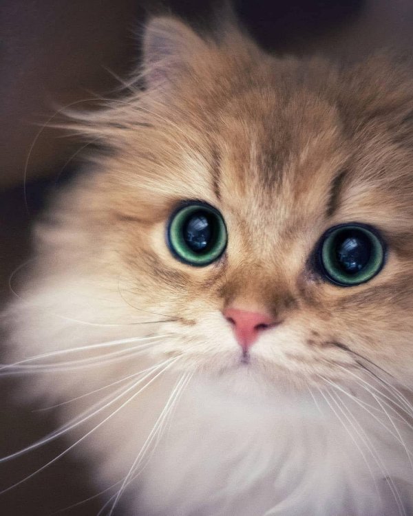 котики красивые