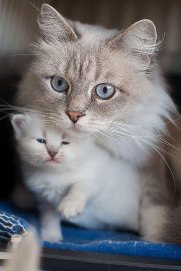 невская маскарадная кошка