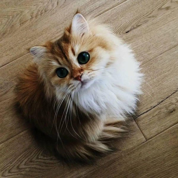 британская длинношёрстная кошка