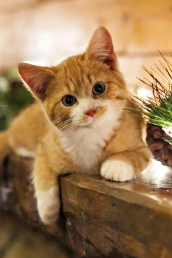 рыжие котята