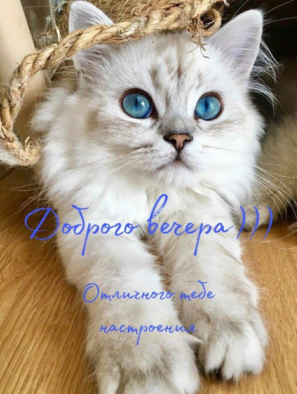 самые красивые кошечки