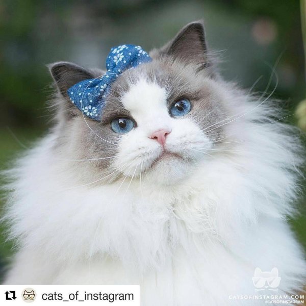 аврора принцесса рэгдолл