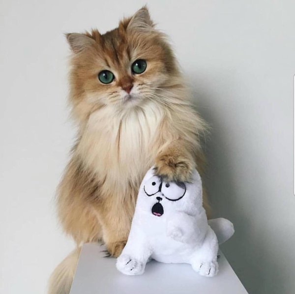 британская длинношерстная смузи