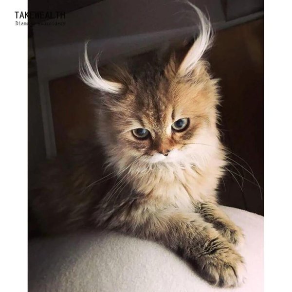 котенок красивый