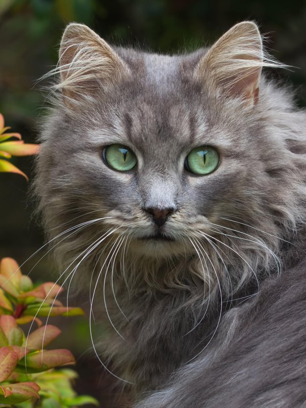 серая сибирская кошка