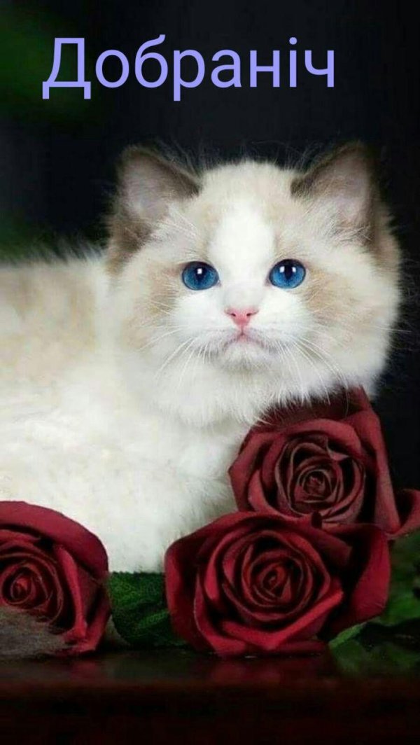 котенок красивый