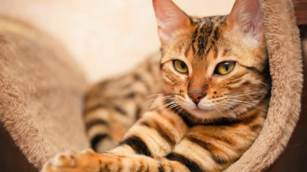 бенгальский кот полосатый