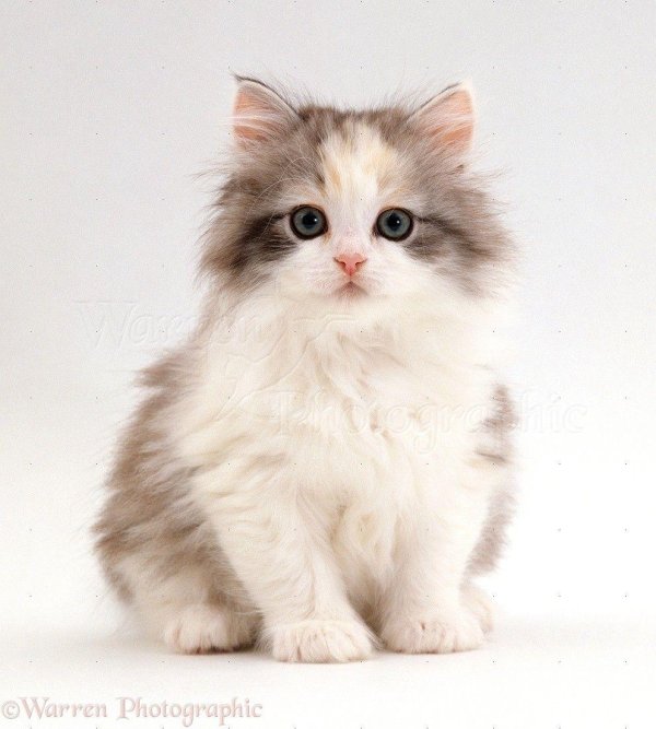 котенок пушистый