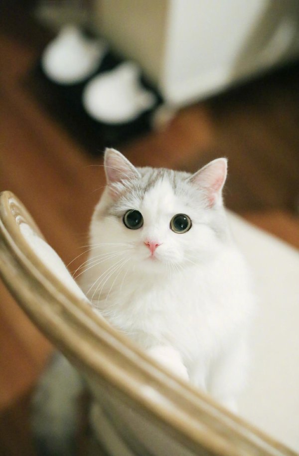 милые котики смешные