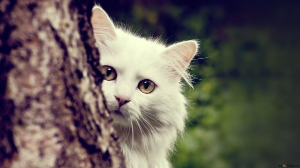 кошка белая