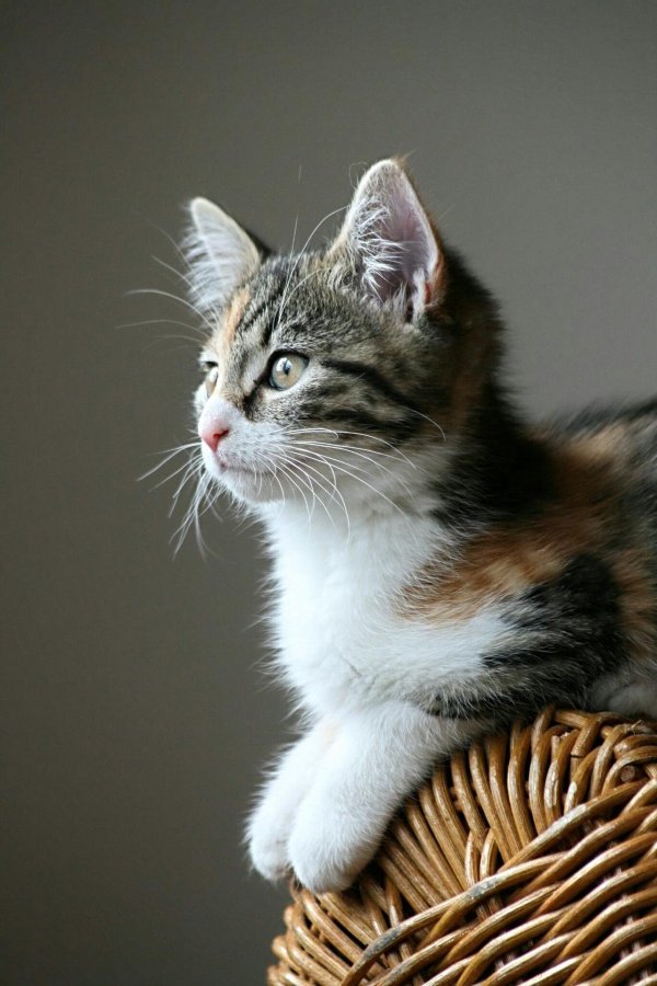 очаровательные котята