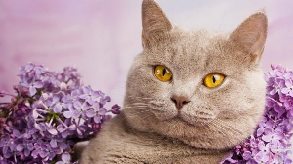 британская кошка лиловая