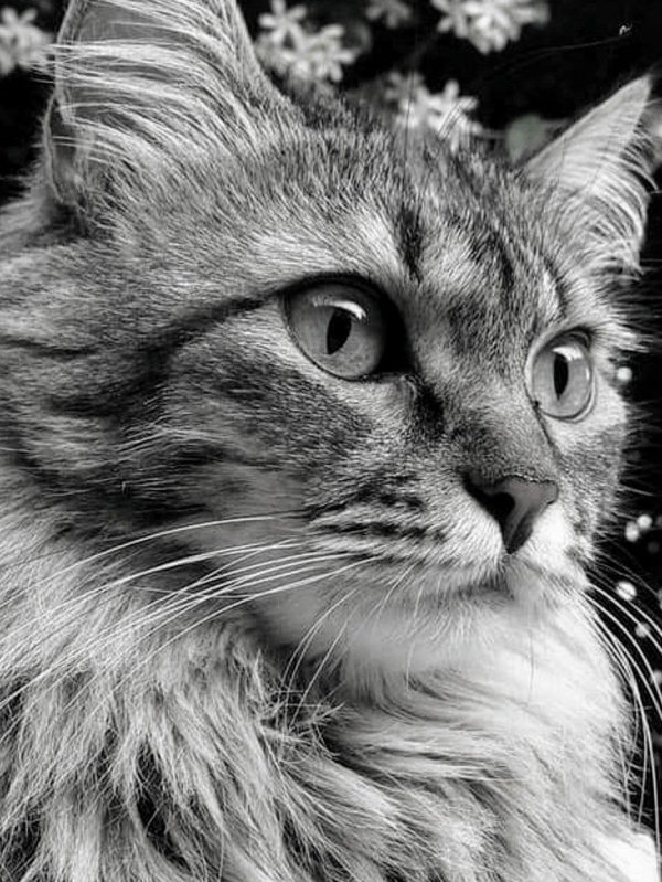 красивое кот