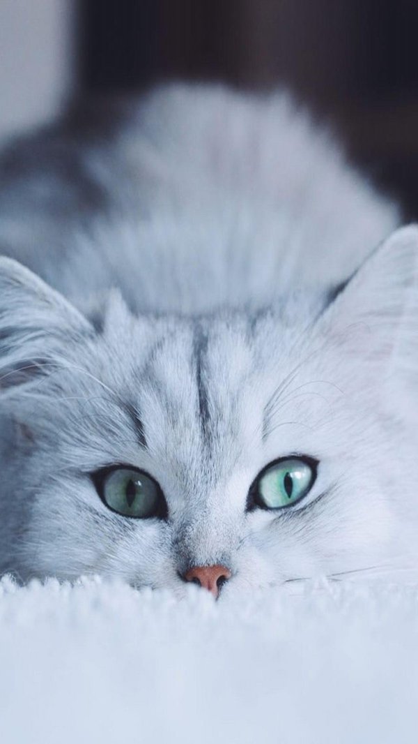 персидская голубая шиншилла