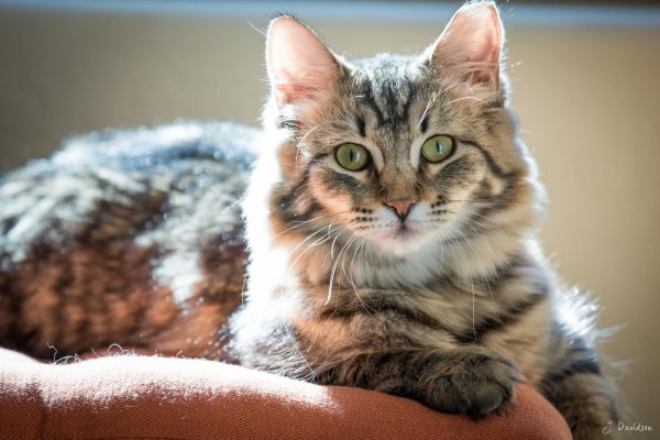 красивые кошечки