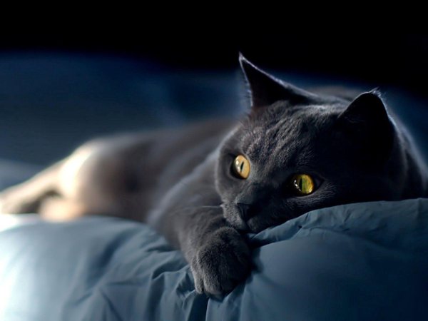 шартрез кошка