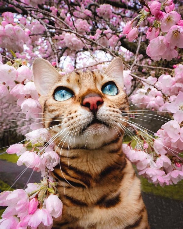 весенние котики