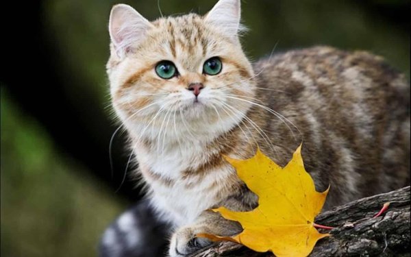 осенние коты