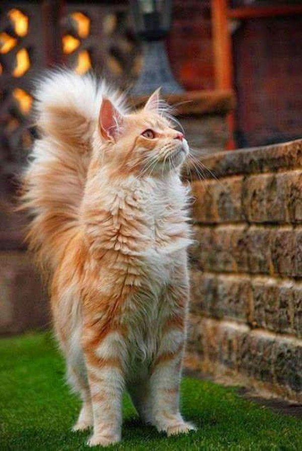 мейн кун рыжие