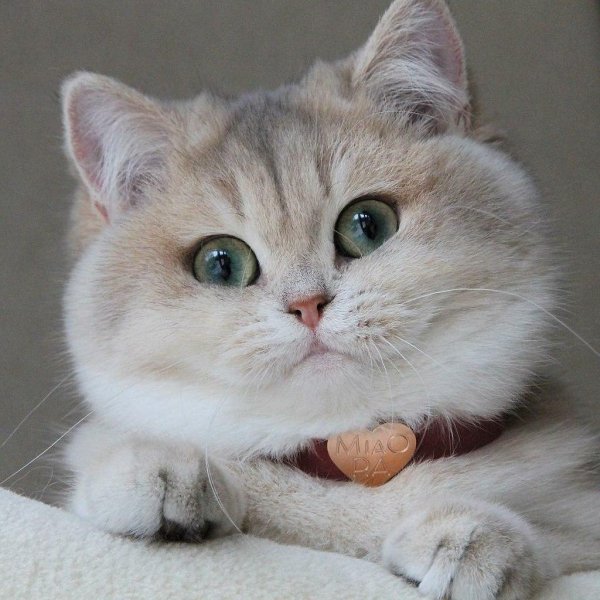 британская шиншилла хосико