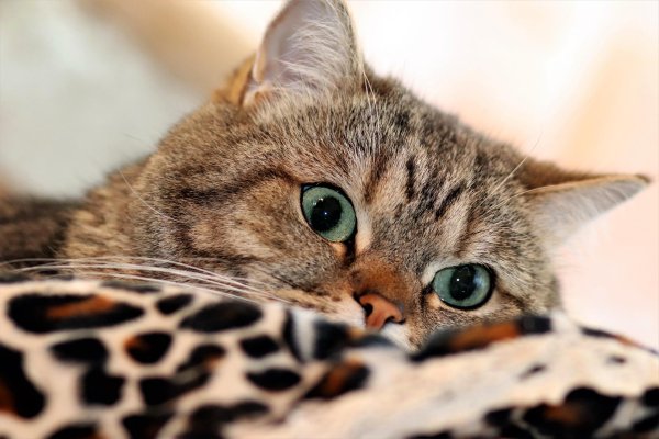 кот с зелеными глазами