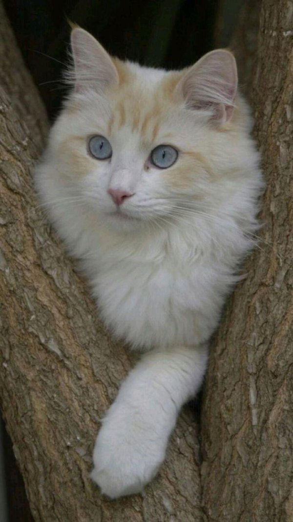 ангорская кошка