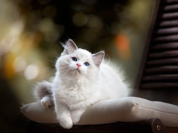 рэгдолл альбинос